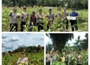 Polsek Riau Silip Panen 500 Kg Jagung di Lahan Pertama Desa Silip