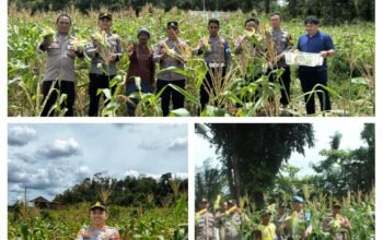 Polsek Riau Silip Panen 500 Kg Jagung di Lahan Pertama Desa Silip