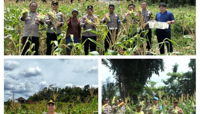 Polsek Riau Silip Panen 500 Kg Jagung di Lahan Pertama Desa Silip